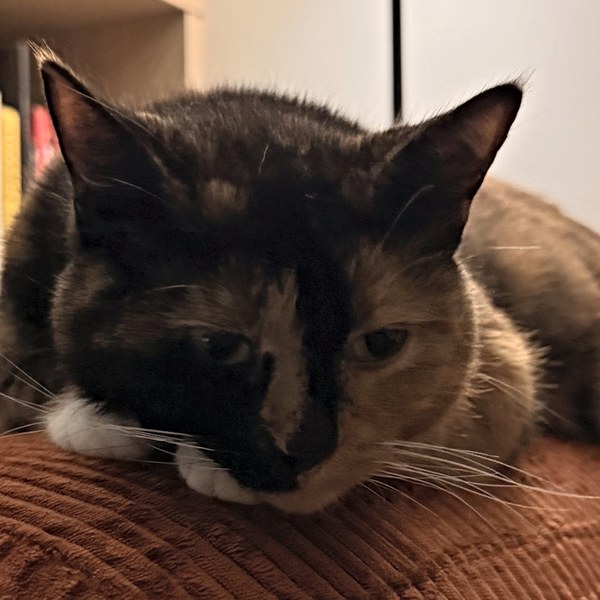 Mocha on the rust sofa